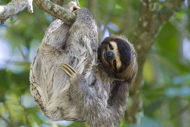 Sloth, Frog and Waterfall Tour in the Rainforest Including Lunch - Pricing and Offers