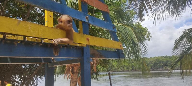 Sloth River Speedboat Tour - Hotel Pick-up and 4x4 Ride