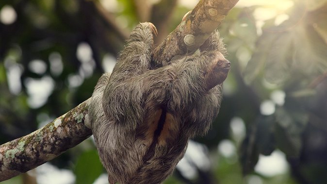 Sloth Sanctuary + Rafting Class II & III Combo - Key Points