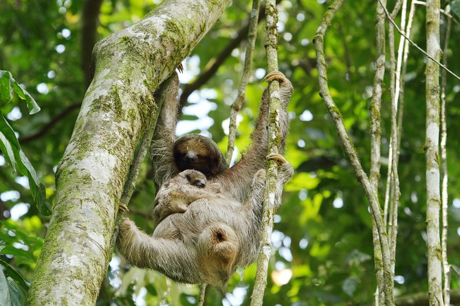 Sloth Sanctuary + Rafting Class II & III Combo - Inclusions
