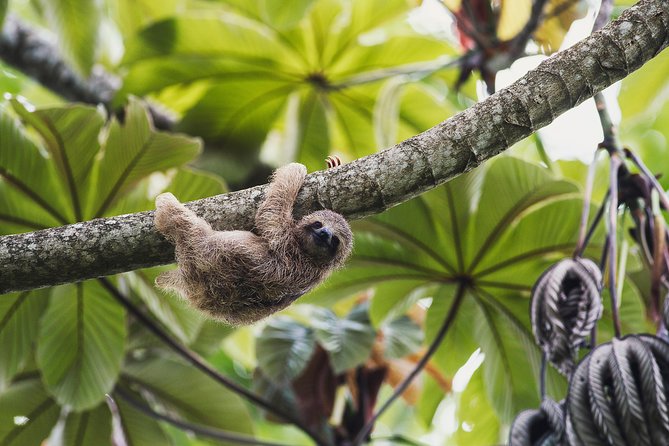 Sloth Sanctuary + Rafting Class II & III Combo - Tour Highlights