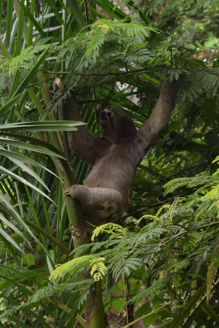 Sloth Search - Experience Highlights