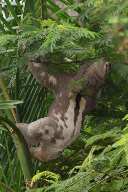 Sloth Search - Tour Itinerary