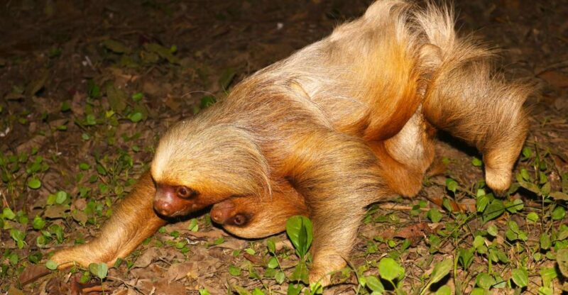 Sloth Search - Communication and Coordination