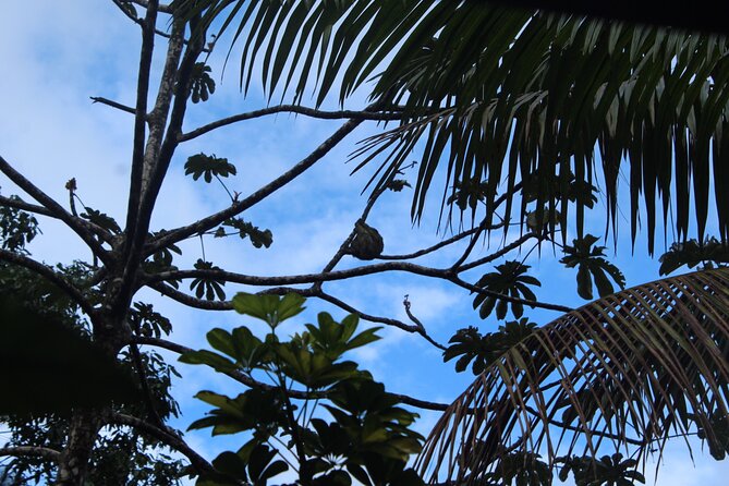 Sloth Tour and Wildlife Encounter - Exploring Finca Verde Lodge