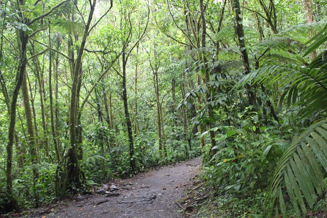 Sloth Tour and Wildlife Encounter - Discovering Llanos Del Cortez Waterfall