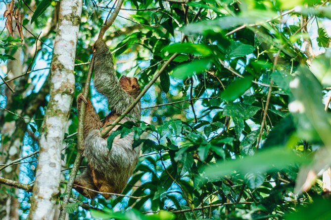 Sloth Tour in La Fortuna - Arenal . NATURAL HABITAT - Location and Meeting Points