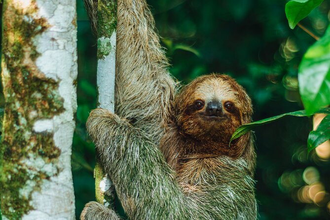 Sloth Tour in La Fortuna - Arenal . NATURAL HABITAT - Sloth Observation Highlights