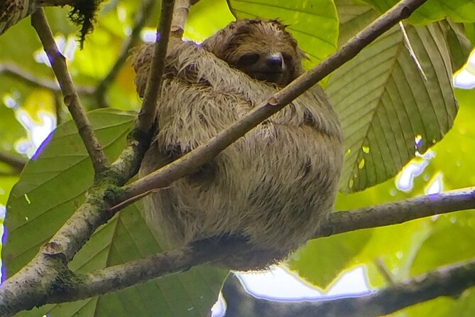 Sloth Watching in La Fortuna With a Local Tour Guide. - Key Points
