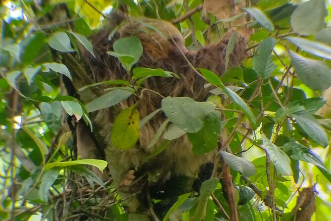 Sloth Watching in La Fortuna With a Local Tour Guide. - Pricing and Additional Costs