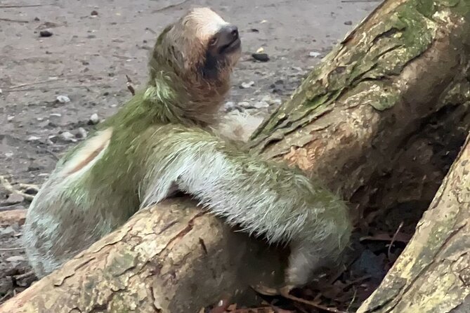 Sloth Watching in La Fortuna With a Local Tour Guide. - Family-Friendly Nature Trail