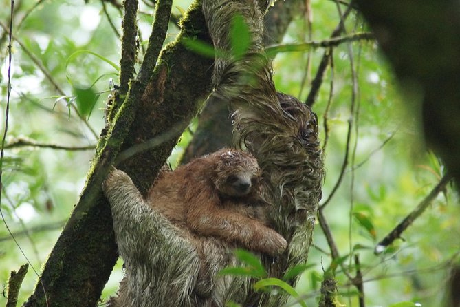 Sloth Watching Trail - Tour Details