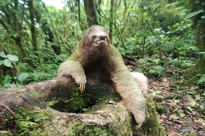 Sloth Watching Trail - Booking Information