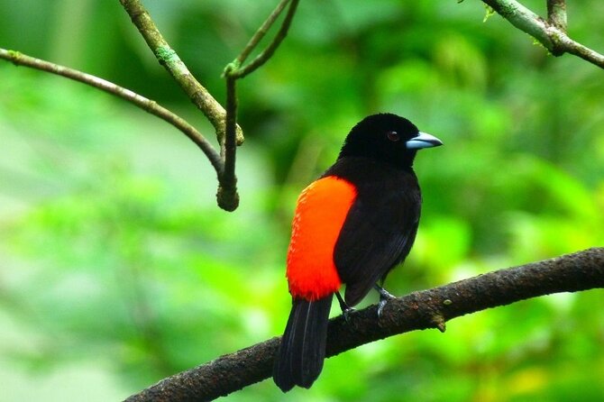Slothies and Birds Sightseeing - Location and Reviews