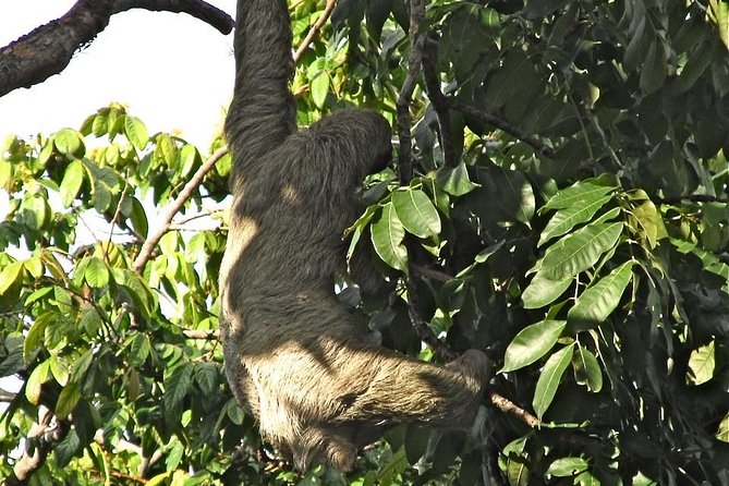 Sloths, Frogs, Monkeys!! With Waterfall Hike and Corobici River Safari Float - Tour Overview and Highlights