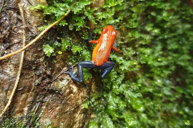 Sloths in Their Natural Habitat & Blue River Waterfall - Guided Hike Overview