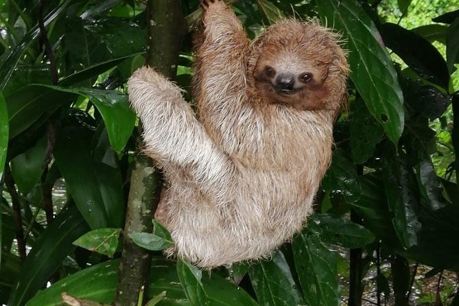 Sloths in Their Natural Habitat & Blue River Waterfall - Observing Sloths at Sloth Park