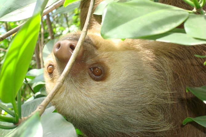 Sloths Lovers Tour. Puerto Limon Shore Excursion - Highlights and Inclusions