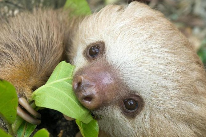 Sloths Lovers Tour. Puerto Limon Shore Excursion - Cahuita National Park