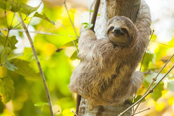 Sloths, Monkeys and Waterfall Experience - Key Points