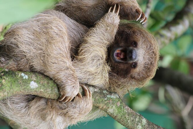 Sloths Rainforest Tour & Llanos Del Cortez Waterfalls - Key Points