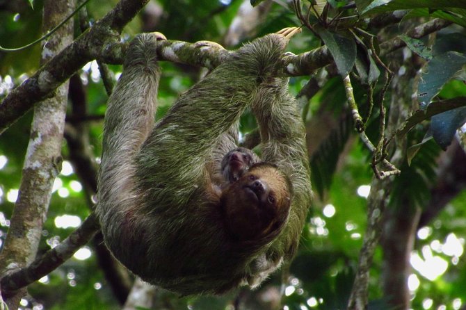 Sloths Watching Tour Through Sloths Territory - Meeting and Ending Points