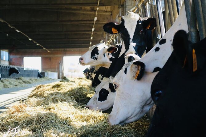 Slow Parma Food Experience Half Day Private Tour and Tasting - Cheese Dairy and Prosciutto Plant Visits