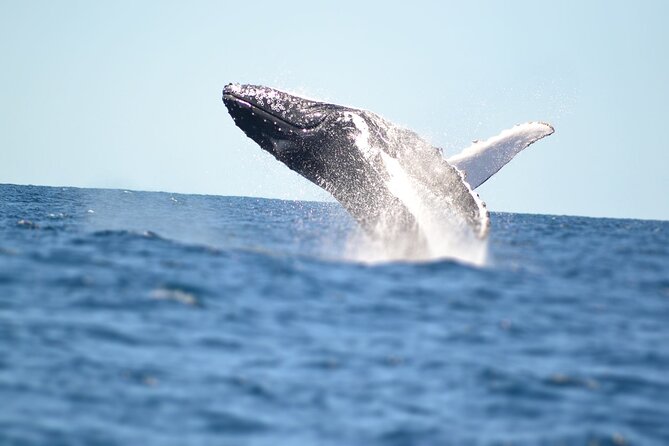 Small Boat Whale Watching Tour in Gold Coast - Health and Safety
