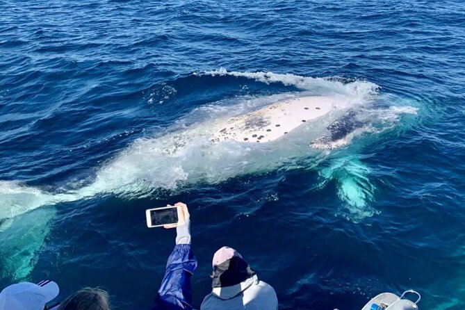 Small Boat Whale Watching Tour in Gold Coast - Whale Encounters