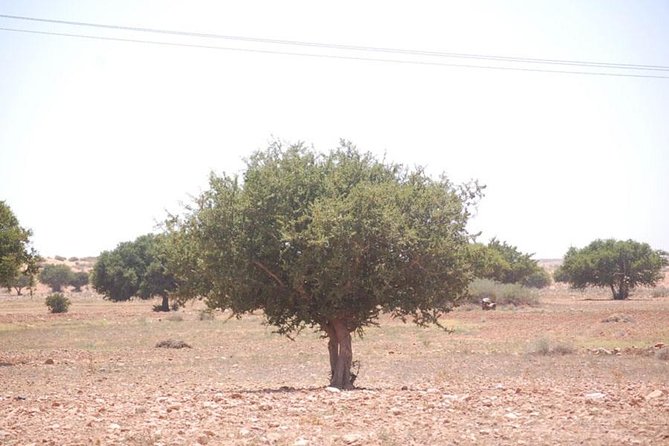 Small Desert in 4x4 - Operating Hours and Availability