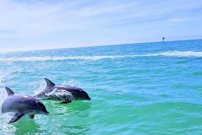 Small Group 2 Hour Dolphin Cruise With Snorkeling to Shell Key - Shell Key Snorkeling