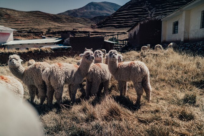 Small-Group 3-day Cusco Tour to Sacred Valley, Machu Picchu & Rainbow Mountain - Pickup and Accessibility