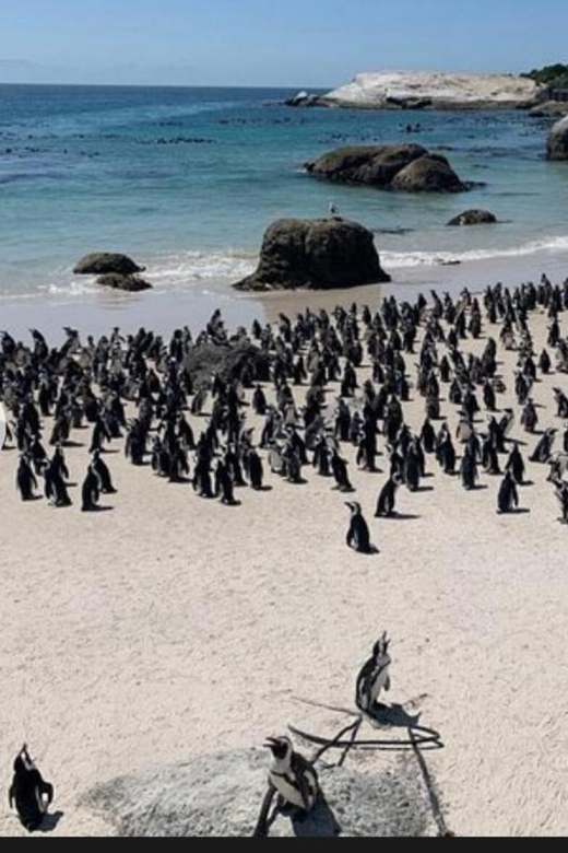 Small Group: African Penguins,Boulders Beach-Half-Day Tour. - Key Points