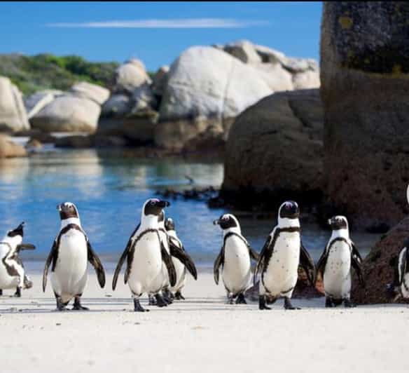 Small Group: African Penguins,Boulders Beach-Half-Day Tour. - Inclusions
