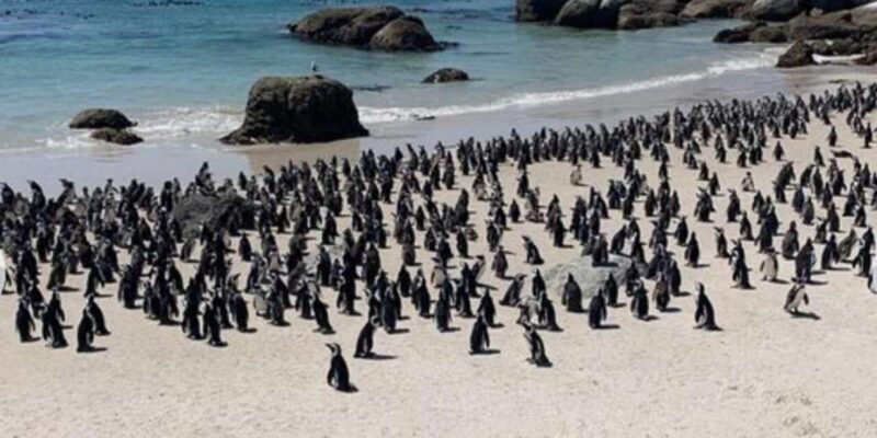 Small Group: African Penguins,Boulders Beach-Half-Day Tour. - Accessibility and Safety