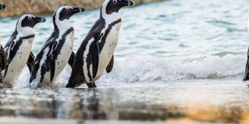 Small Group: African Penguins,Boulders Beach-Half-Day Tour. - Customer Reviews and Ratings