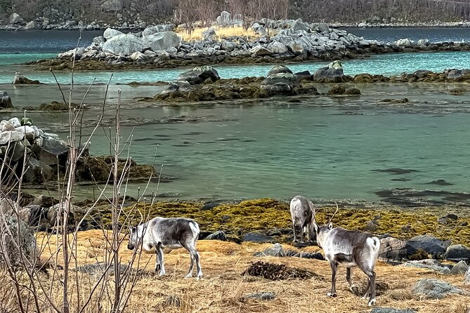 Small Group, Arctic Landscape Blue Day Tour With Creative Vacations - Whats Included