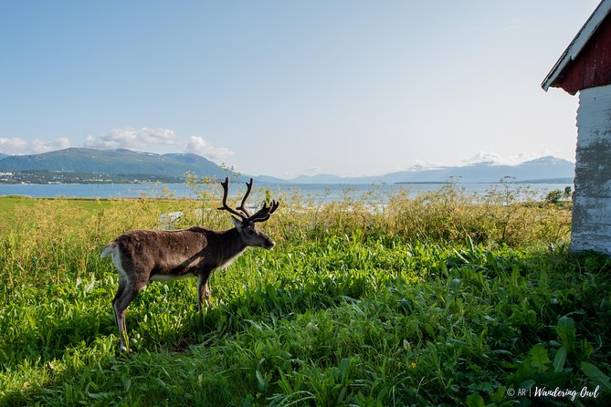 Small-group Arctic Landscapes Sightseeing - With Citizen Science - From Tromso - Meeting Point and Additional Information