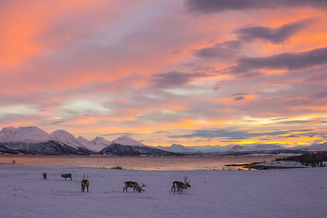 Small-Group Arctic Sightseeing Tour With Citizen Science From Tromso - Citizen Science Opportunities