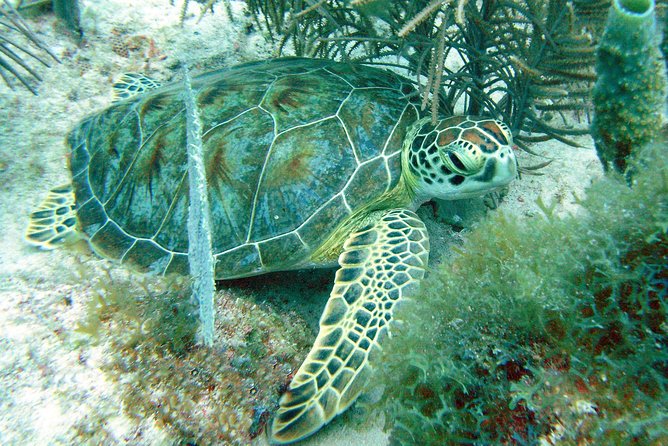 Small-Group Aruba Scuba Diving for Non-Certified Divers - Health and Safety Requirements