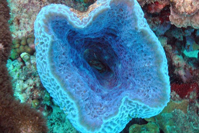Small-Group Aruba Scuba Diving for Non-Certified Divers - What to Expect Underwater