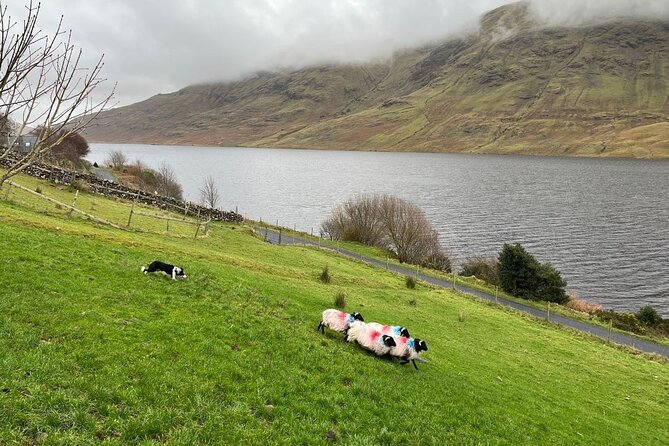 Small Group Aughnanure Castle, Sheepdog Demo & Connemara Tour - Aughnanure Castle Visit