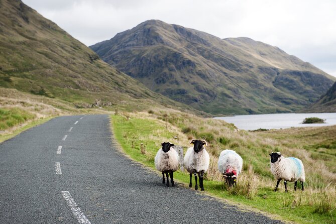 Small Group Aughnanure Castle, Sheepdog Demo & Connemara Tour - Traveler Feedback