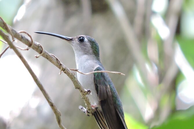 Small-Group Birdwatching Sian Kaan With Professional Guide - Key Points