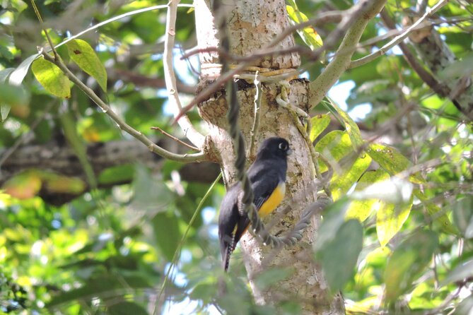 Small-Group Birdwatching Sian Kaan With Professional Guide - Inclusions and Exclusions