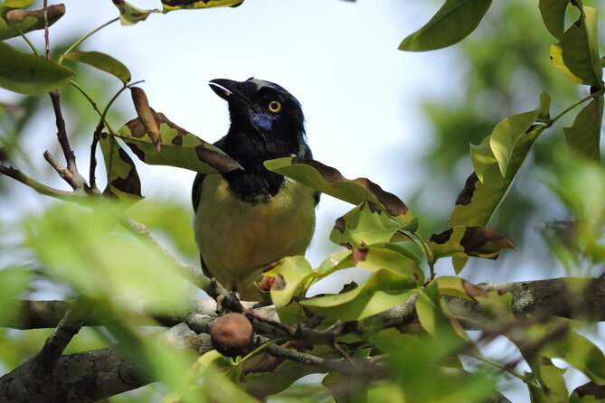 Small-Group Birdwatching Sian Kaan With Professional Guide - Experience Highlights