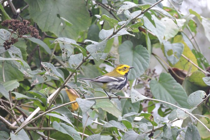 Small-Group Birdwatching Sian Kaan With Professional Guide - Bird Species Observed