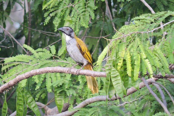 Small-Group Birdwatching Sian Kaan With Professional Guide - Customer Reviews