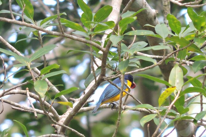Small-Group Birdwatching Sian Kaan With Professional Guide - Booking Information