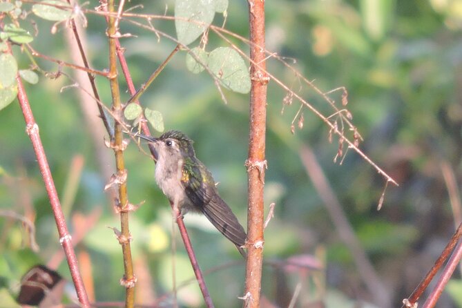 Small-Group Birdwatching Sian Kaan With Professional Guide - Frequently Asked Questions